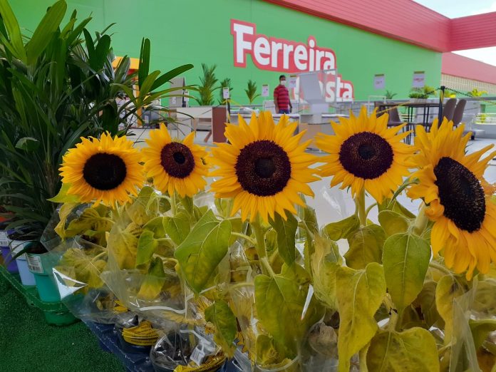 Feira de Flores de Holambra acontece em João Pessoa durante o mês de março