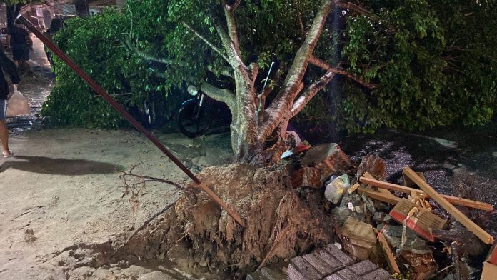 Campina Grande tem ruas alagadas e uma árvore derrubada por causa das chuvas