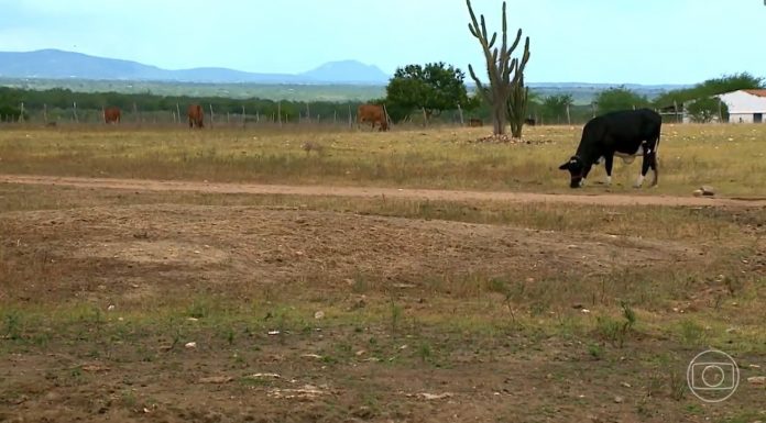 Oito dos nove estados do Nordeste têm municípios em emergência por causa da seca ou estiagem