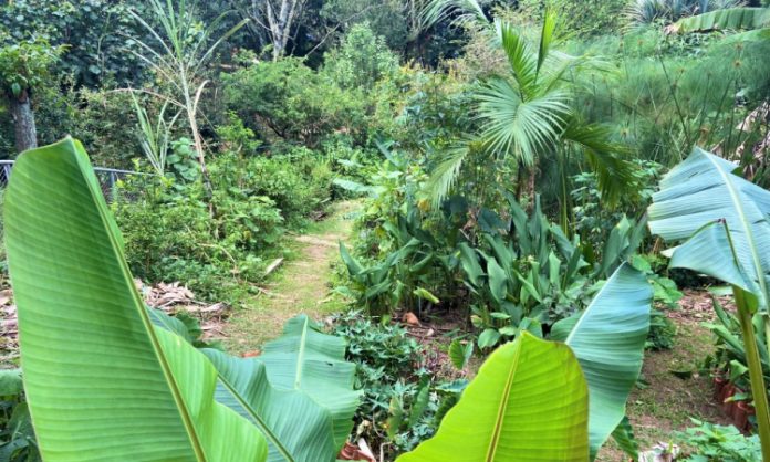 Você compra alimentos produzidos por fazendeiros urbanos?