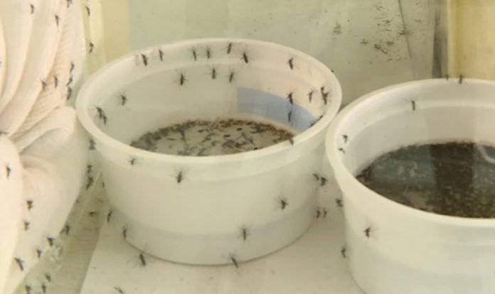 Mais da metade dos bairros de Campina Grande apresenta alto risco de infestação por Aedes aegypti