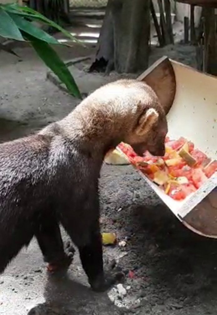 Irara transferida para Bica de João Pessoa já está em convívio e pode ser visitada pelo público; VÍDEO