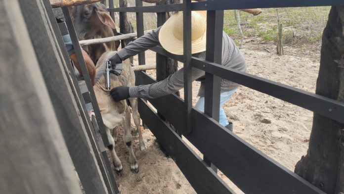 Segunda etapa da campanha de vacinação contra febre aftosa tem início nesta terça (1º) no RN