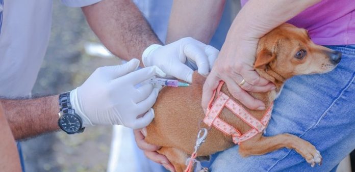 Unidade de Vigilância de Zoonoses realiza vacinação antirrábica de cães e gatos neste sábado (17) em Natal