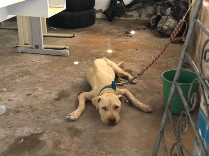 Polícia Civil resgata quatro animais e prende homem em flagrante por maus tratos na Grande Natal