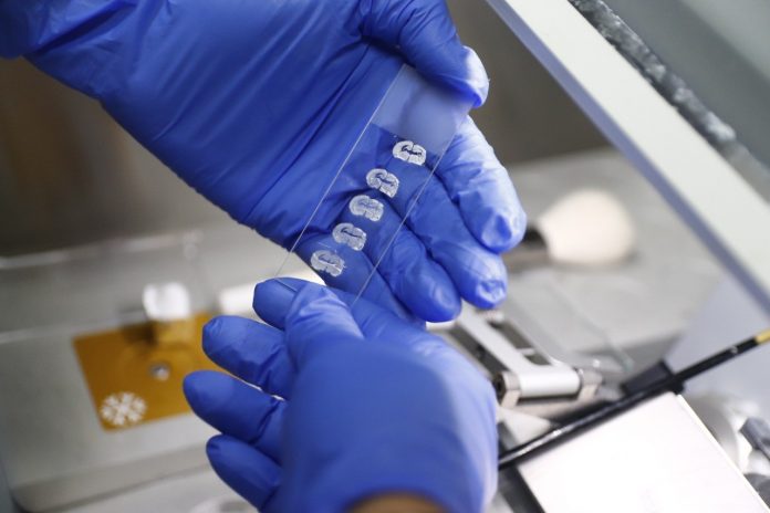 ‘Decisão histórica’, diz professor que coordena estudo com cannabis na UFRN; entenda autorização para cultivo da planta feita pela Anvisa