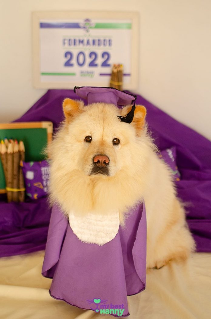 Cães ganham ‘formatura’ especial com beca, diploma e boletim em hotel de pets em Natal; veja fotos