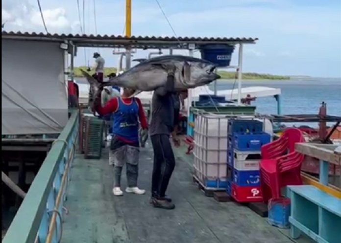 Pescadores capturam peixe com mais de 100 kg na Costa Branca potiguar; veja vídeo