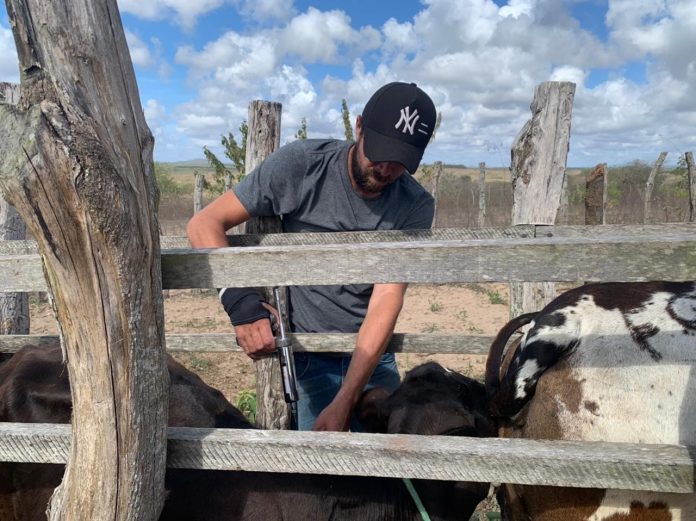 Febre aftosa: Rio Grande do Norte imuniza 91% do rebanho