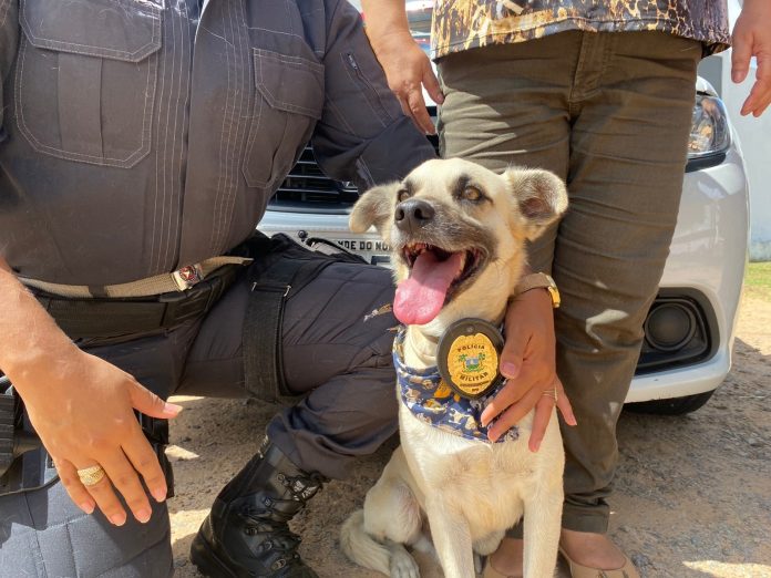 Cão é batizado de ‘Capitão’ após ser adotado pela PM do Centro Administrativo do RN: ‘Não foi mais embora’