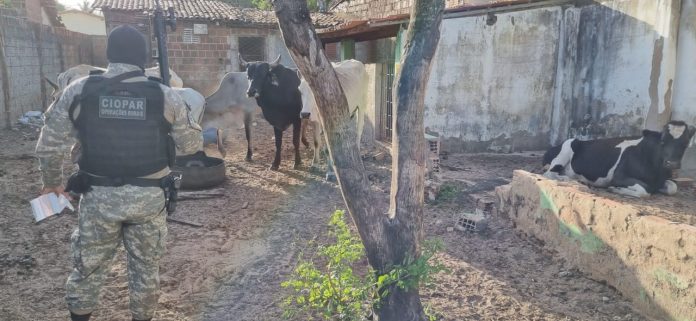 PM prende três suspeitos de roubo de gado, recupera animais e localiza matadouro clandestino no RN