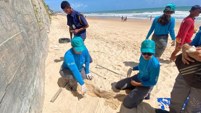 Tartarugas desovam ao lado de muro de hotel e pesquisadores transferem ninho para área segura em Natal: ‘Caso excepcional’