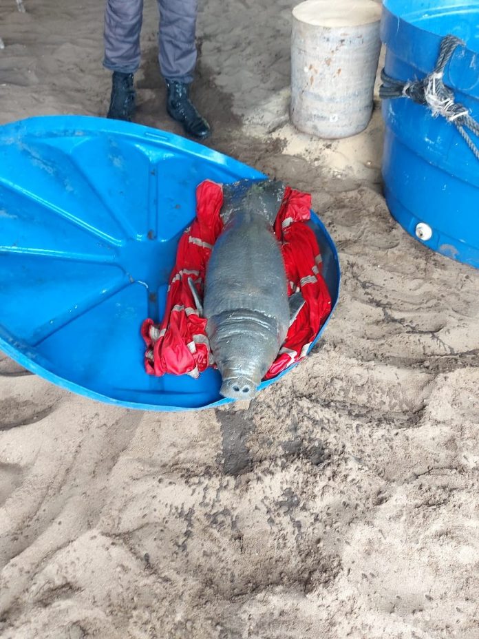 Filhote de peixe-boi é resgatado após encalhar em praia do Litoral Sul do Rio Grande do Norte