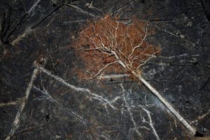 Amazônia vive recorde de incêndios em 20 anos; brigadistas se preparam para seca extrema