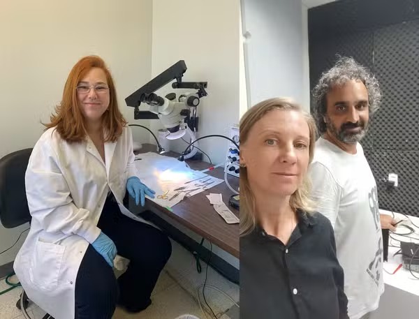 Pesquisa da UFRN investiga se substância extraída de sapos pode ser usada como ansiolítico