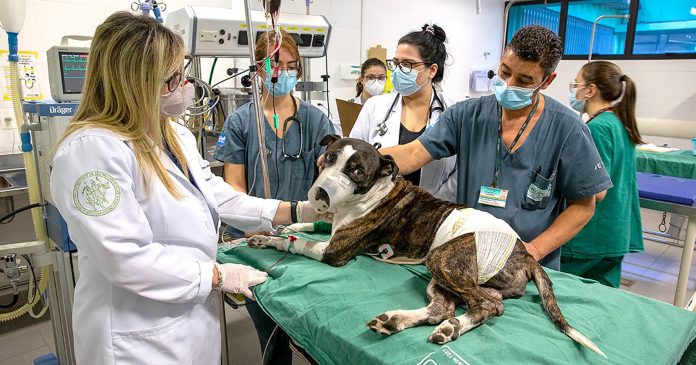 Hospital Público Veterinário deverá ser instalado no Centro Histórico