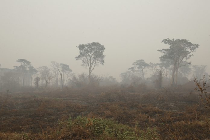 Estudo revela que florestas falharam em controlar CO2 em 2023