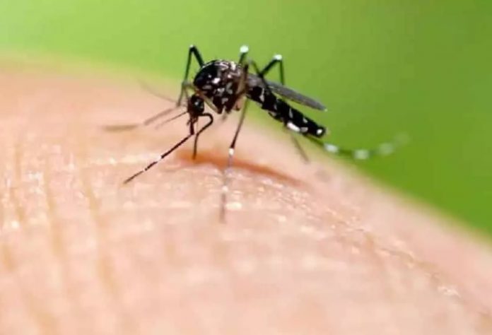 Dengue já causou prejuízos de R$ 28 bilhões ao Brasil em 2024