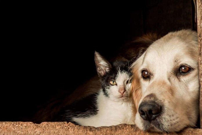 NATAL: Lei municipal proíbe condenados por maus-tratos a animais de exercerem cargo público