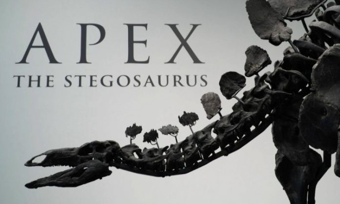 Fóssil de dinossauro bate recorde em leilão ao ser vendido por US$ 44,6 milhões em Nova York