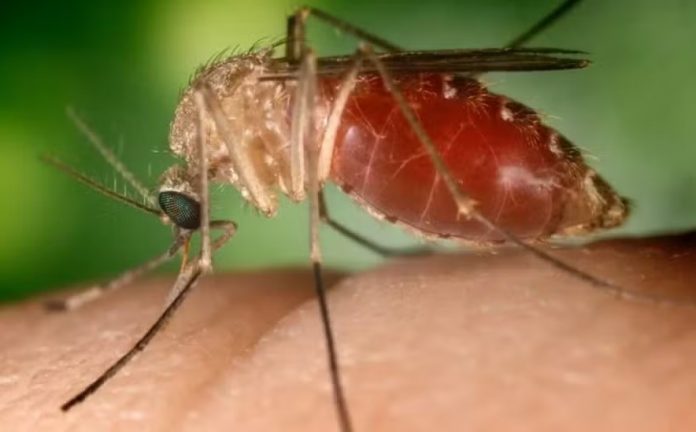 Ministério confirma duas mortes por febre oropouche na Bahia; é a 1ª vez que casos fatais da doença são registrados