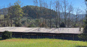 Brasil suspende exportação de carne de aves para 44 países após doença de Newcastle ser identificada