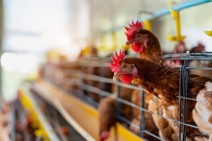Ministério da Agricultura autoembarga exportação de frango após caso de Newcastle