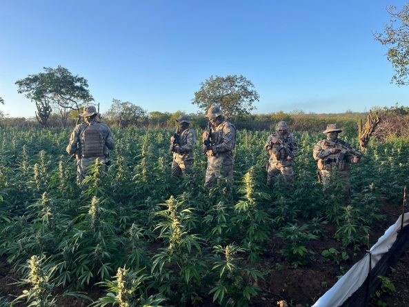 Plantio com mais de 100 mil pés de maconha é desarticulado em Amparo, no Cariri paraibano