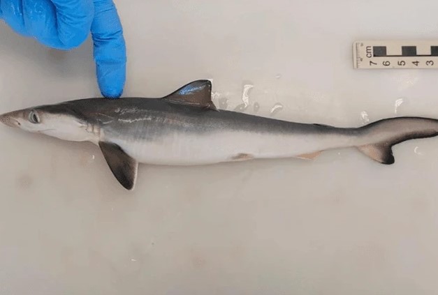 Pesquisadores encontram cocaína no organismo de tubarões no Brasil