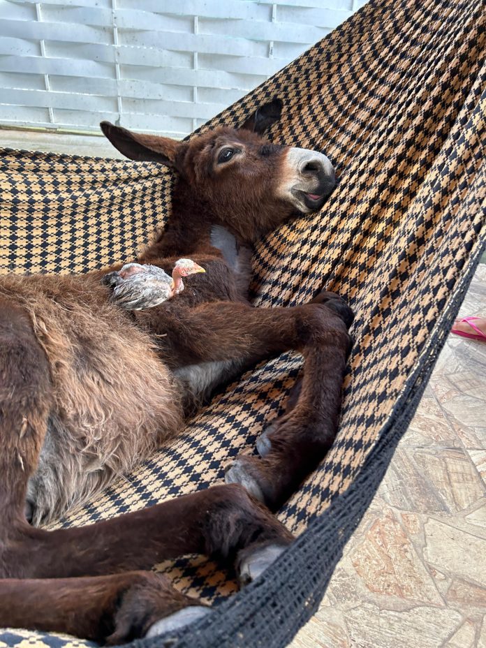 Balanço na rede e passeio pelo bairro: conheça rotina de Eclipse, jumento criado como animal de estimação em Macaíba