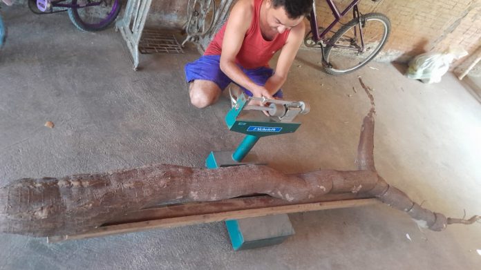 Agricultor colhe macaxeira de 44 quilos e mais de 3 metros no interior do RN